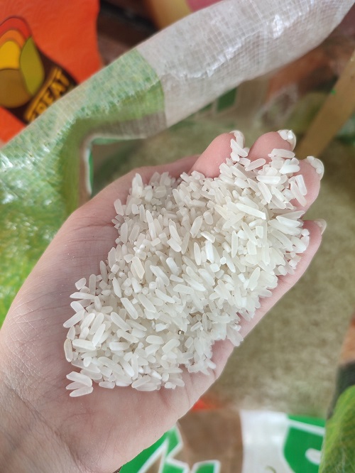 Burying Rice in Snake Plant Pots 4