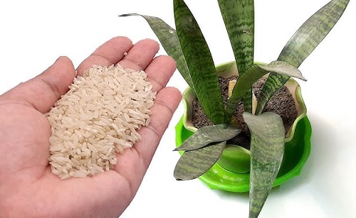 Burying Rice in Snake Plant Pots 2