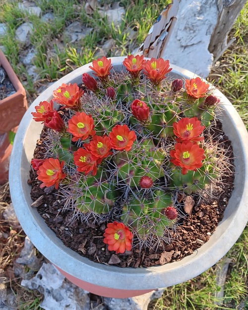 Cactus with Orange Flowers 2