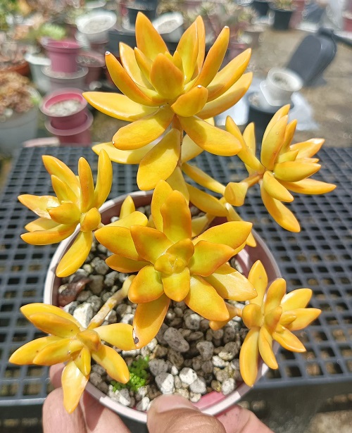 Trending Perennial Succulents 4