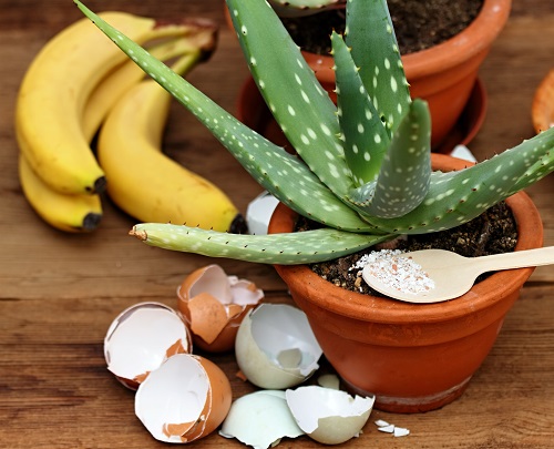 Aloe Vera Bigger Without Repotting 6