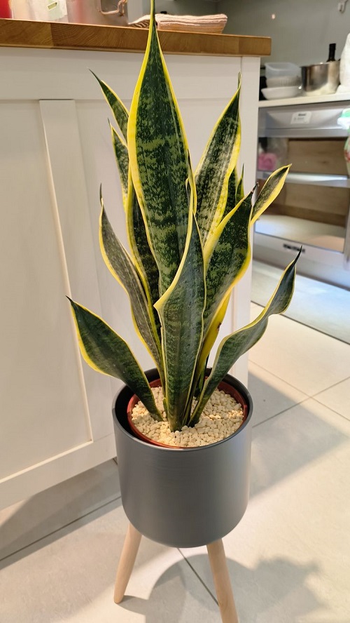 Burying Rice in Snake Plant Pots 7