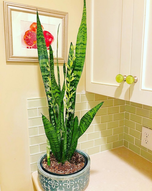 Stylish Snake Plant Display Ideas 5