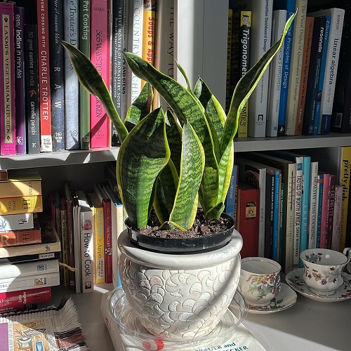 Stylish Snake Plant Display Ideas 6