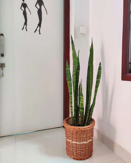 Stylish Snake Plant Display Ideas 7