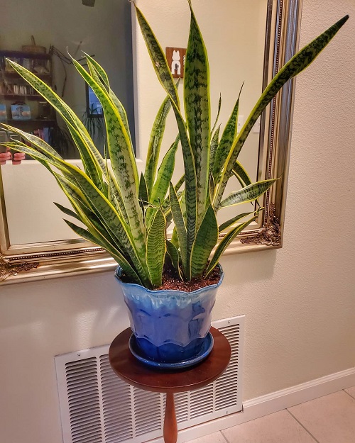 Best Snake Plant Display Ideas 1