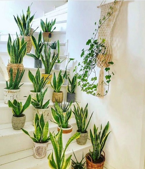 Best Snake Plant Display Ideas 2