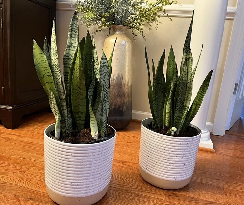 Best Snake Plant Display Ideas 3