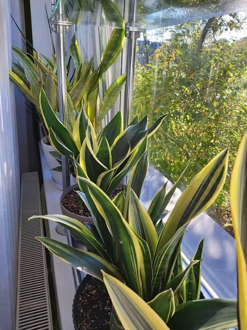 Best Snake Plant Display Ideas 4