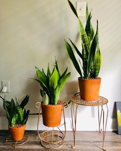 Best Snake Plant Display Ideas 5