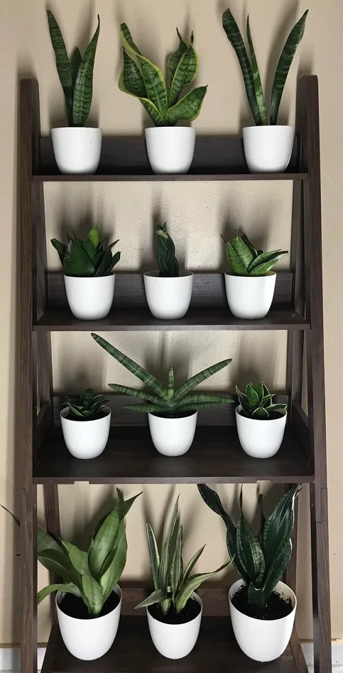 Best Snake Plant Display Ideas 6