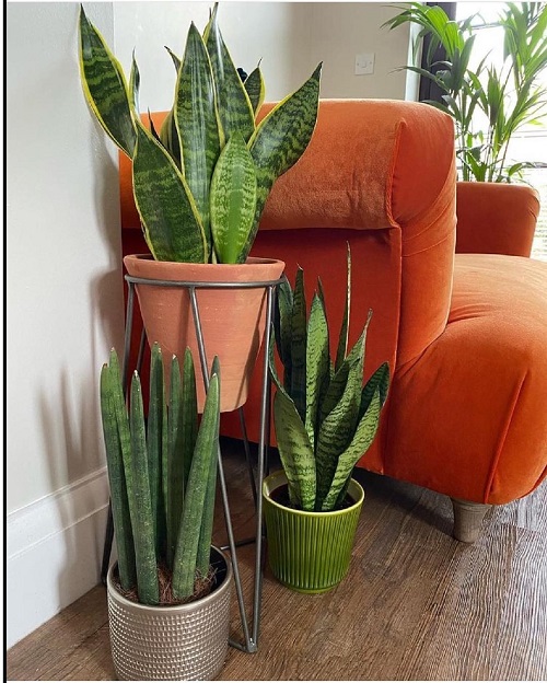 Best Snake Plant Display Ideas 7