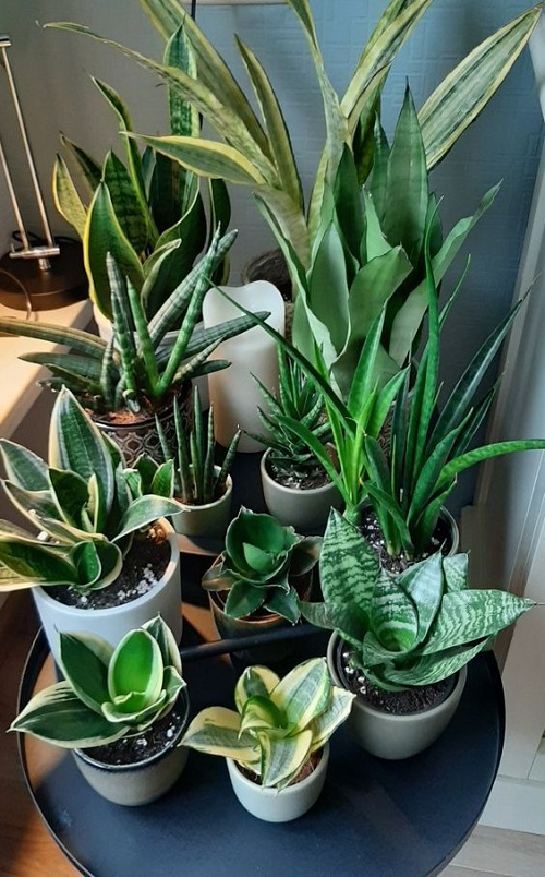 Snake Plant Display Ideas 4