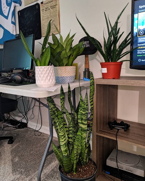 Best Snake Plant Display Ideas 8