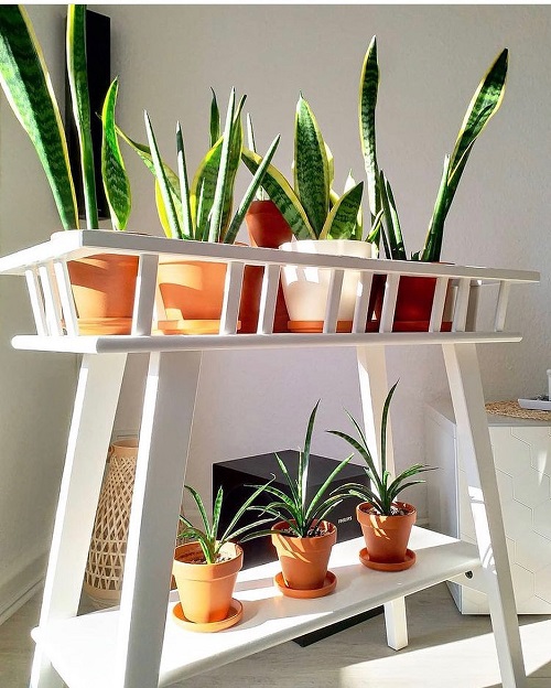 Stuning Snake Plant Display Ideas 1
