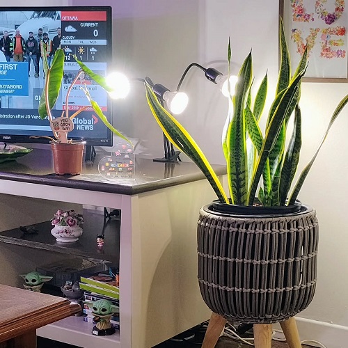 Stuning Snake Plant Display Ideas 2