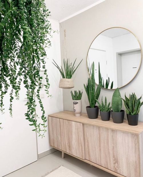 Stylish Snake Plant Display Ideas 1