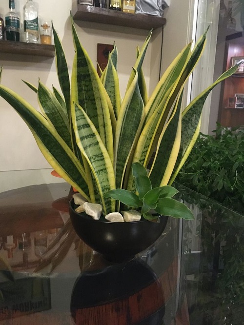 Snake Plant Display Ideas 3