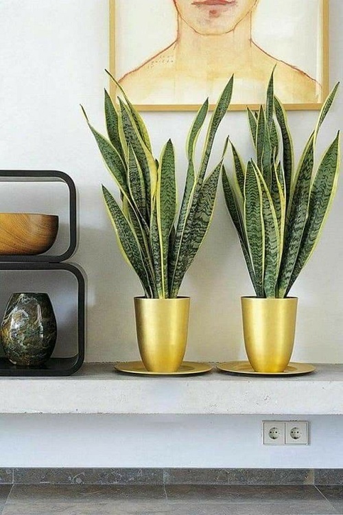 Stylish Snake Plant Display Ideas 1