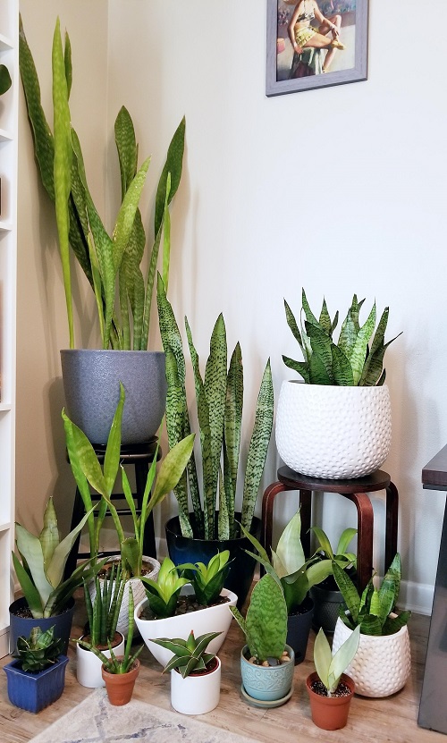 Snake Plant Display Ideas 2