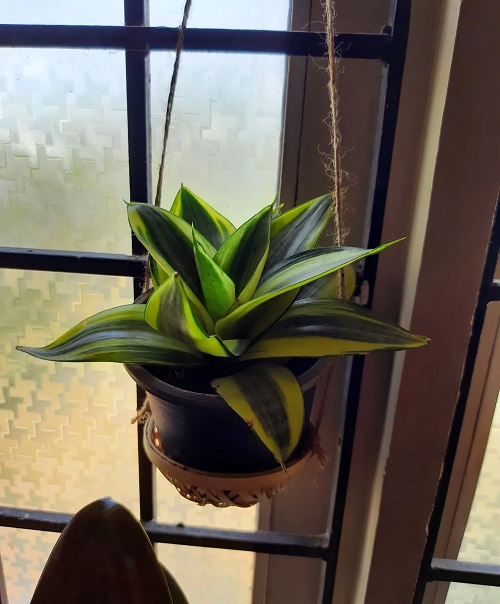 Stylish Snake Plant Display Ideas 4