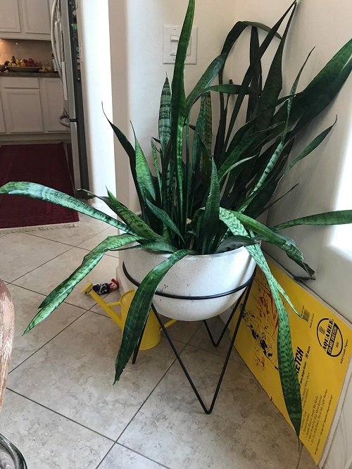 snkae plant flopping leaves 2