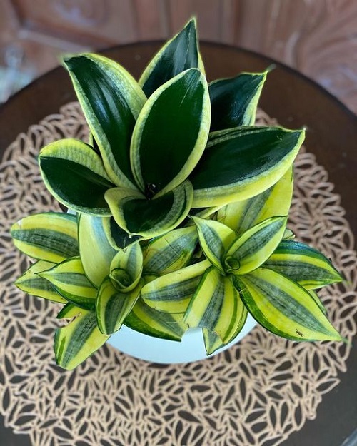 Burying Rice in Snake Plant Pots 1