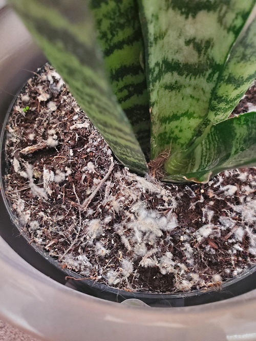 Burying Rice in Snake Plant Pots 6