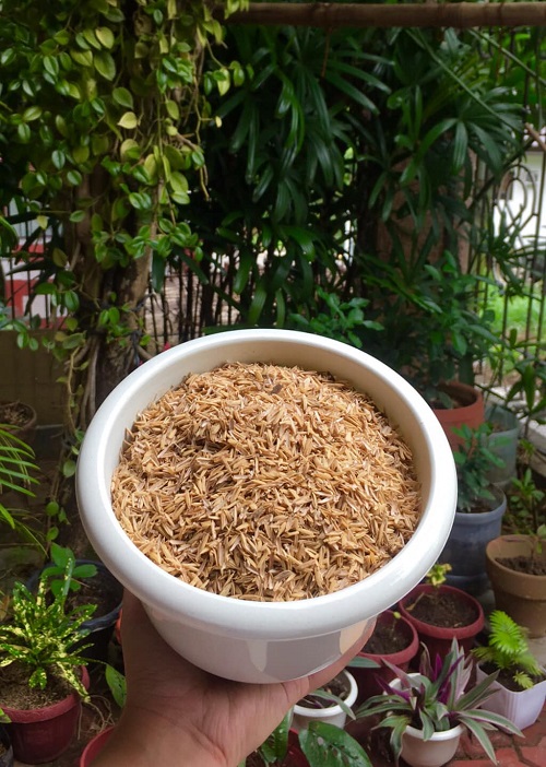 Burying Rice in Snake Plant Pots 5