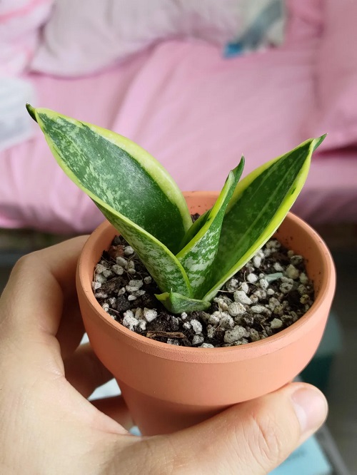  Best Tips to Water a Snake Plant 6