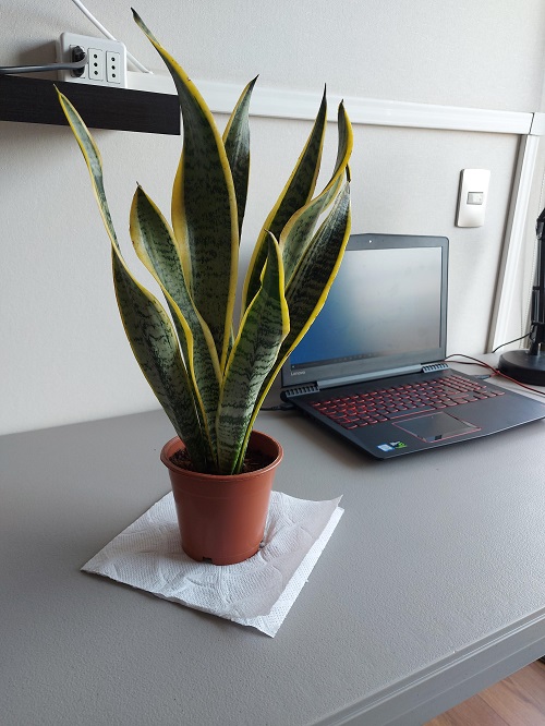 Love Snake Plants 8