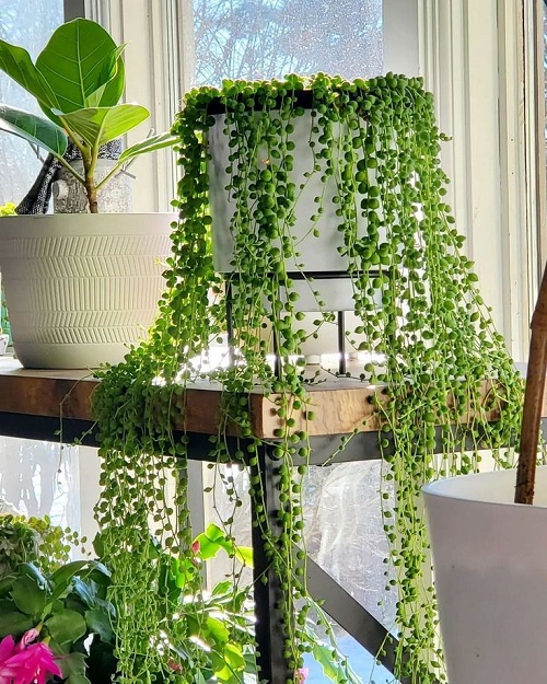 Scented Succulents That Smell Like Perfume 3