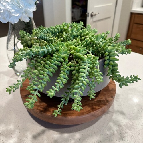 Style Burro’s Tail 1