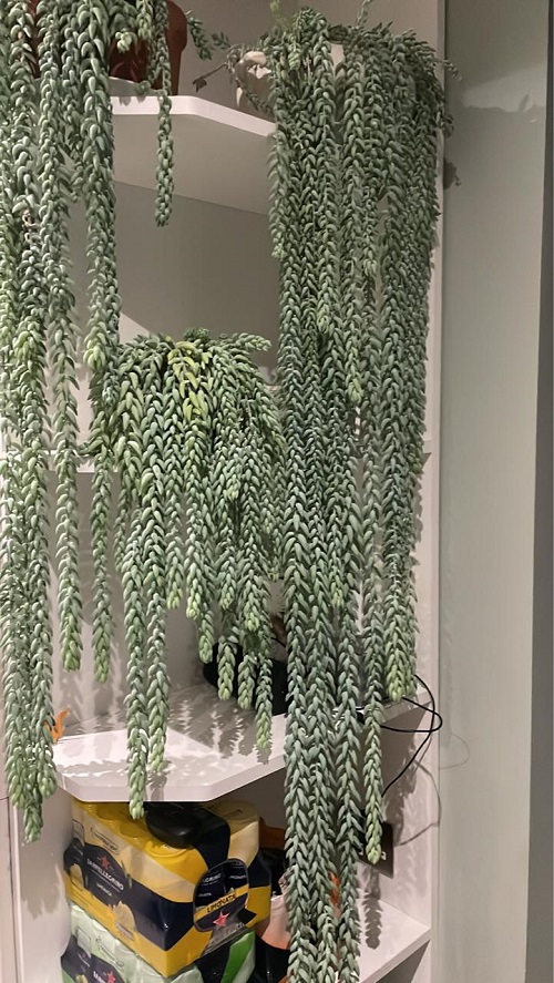 decorate Burro’s Tail 5
