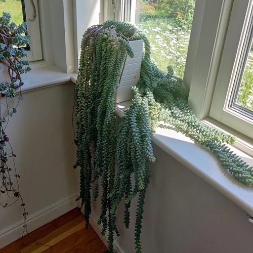 Display Burro’s Tail 1