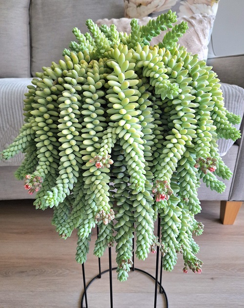Display Burro’s Tail 5