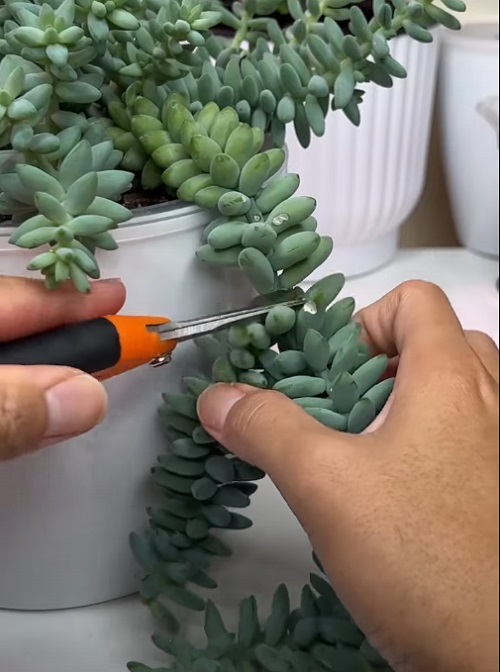 Make Burro’s Tail Look Bushier 7