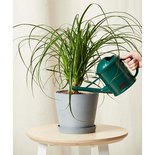 Best Tips For Faster Ponytail Palm Growth 3