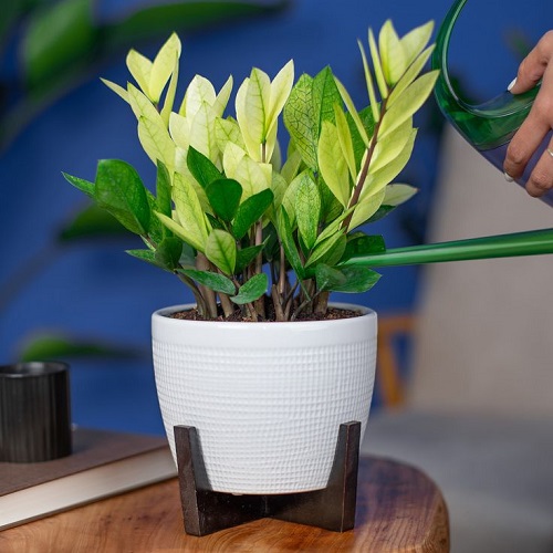 zz plant watering