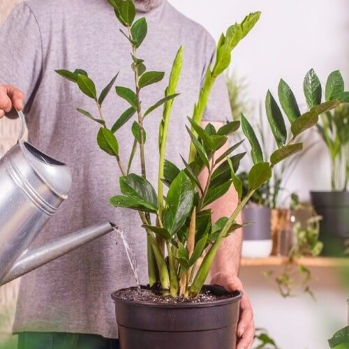Wake Up a Dormant ZZ Plant 2