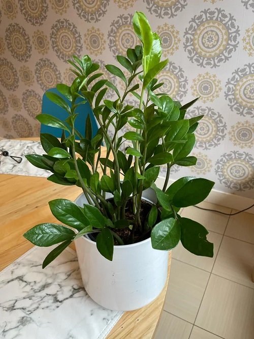Wake Up a Dormant ZZ Plant 1