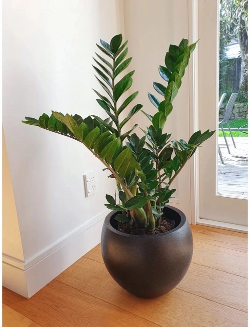 Wake Up a Dormant ZZ Plant 3