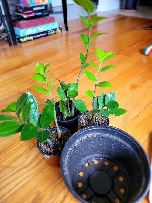 Wake Up a Dormant ZZ Plant 4