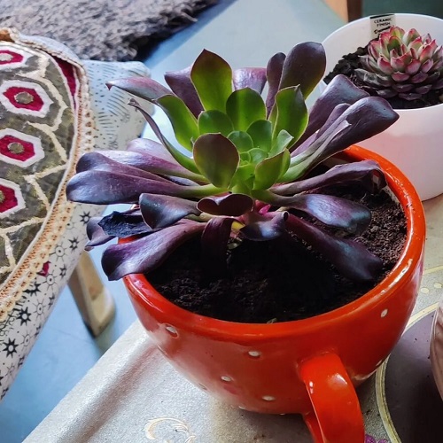 Black Rose Succulent indoor