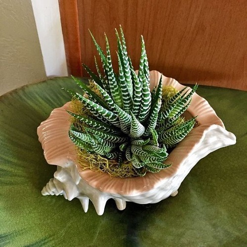 Best Succulents According to Zodiac Signs 3