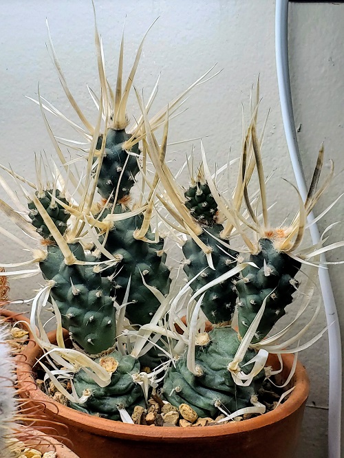 Cacti With the Biggest Spines 1