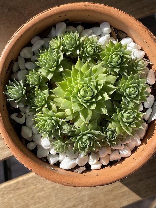 Hens and Chicks