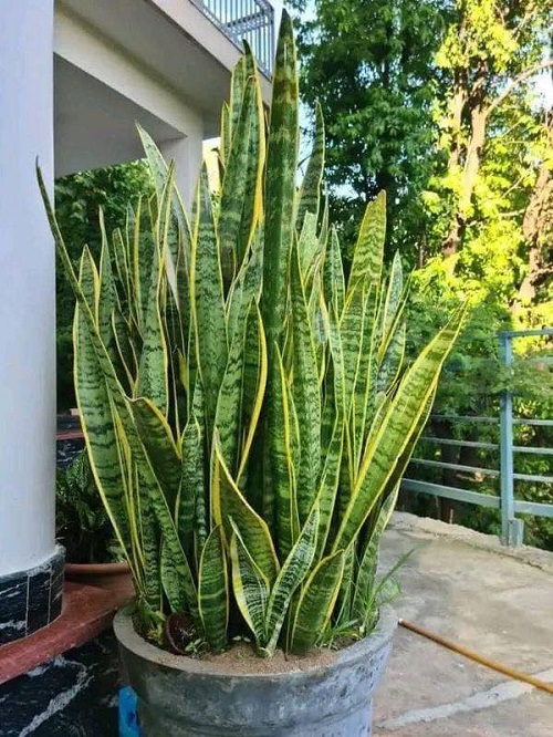 Snake Plant Outdoors in Summer