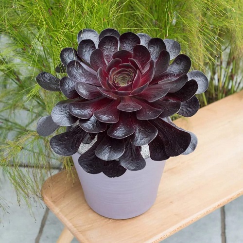 Succulents That Look Like Flowers But Never Bloom 2