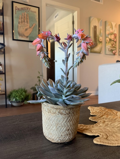 Make a Succulent Bloom Faster 5